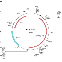 R&D Systems&trade;&nbsp;Human LRIT3 (NP_940908) VersaClone cDNA