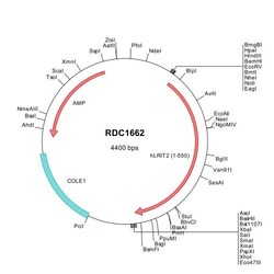 R D Systems Human LRIT2 (NP_001017924) VersaClone cDNA 10 &mu;g | Buy Online | R&amp;D Systems&trade; | Fisher Scientific