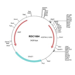 R&D Systems&trade;&nbsp;Human CD79A (NP_001774) VersaClone cDNA