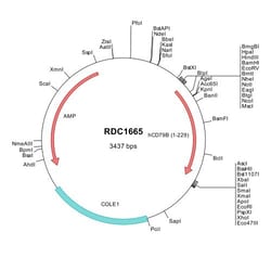 R&D Systems&trade;&nbsp;Human CD79B (NP_000617) VersaClone cDNA