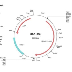 R&D Systems&trade;&nbsp;Human BCAM (NP_005572) VersaClone cDNA