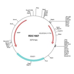R&D Systems&trade;&nbsp;Human CLEC-2A (NP_001124183) VersaClone cDNA