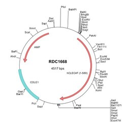 R&D Systems&trade;&nbsp;Human CLEC4F/CLECSF13 (NP_775806) VersaClone cDNA