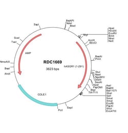 R&D Systems™ Human ASGR1/ASGPR1 (NP_001662) VersaClone cDNA