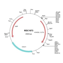 R&D Systems&trade;&nbsp;Human Chondrolectin (NP_079220) VersaClone cDNA