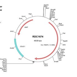 R&D Systems&trade;&nbsp;Human IL1RAPL1 (NP_055086) VersaClone cDNA