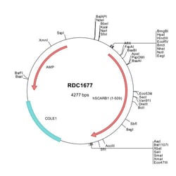 R&D Systems&trade;&nbsp;Human SR-BI (CAA80277) VersaClone cDNA