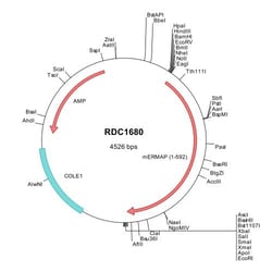 R&D Systems&trade;&nbsp;Mouse ERMAP (NP_038876) VersaClone cDNA