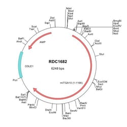 R&D Systems&trade;&nbsp;Mouse Integrin alpha 10 (NP_001289400) VersaClone cDNA