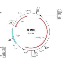 R&D Systems&trade;&nbsp;Mouse Integrin beta 5 (NP_034710) VersaClone cDNA