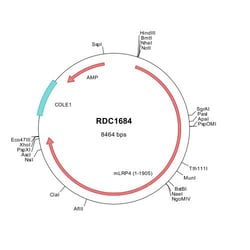 R D Systems Mouse LRP-4 (NP_766256) VersaClone cDNA 10 &mu;g | Buy Online | R&amp;D Systems&trade; | Fisher Scientific