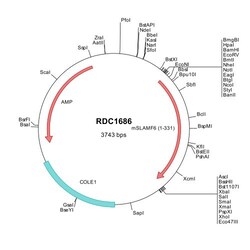 R&D Systems&trade;&nbsp;Mouse NTB-A/SLAMF6 (NP_109635) VersaClone cDNA