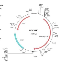 R&D Systems&trade;&nbsp;Mouse Thrombopoietin R/Tpo R (CAA52031) VersaClone cDNA