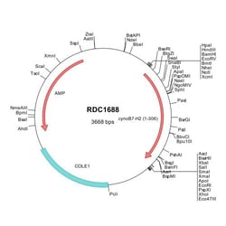 R&D Systems&trade;&nbsp;Cynomolgus Monkey B7-H2 (XP_005548618) VersaClone cDNA