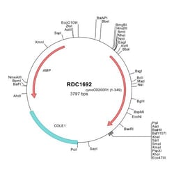 R&D Systems&trade;&nbsp;Cynomolgus Monkey CD200R1 (XP_005548207) VersaClone cDNA