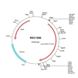 R D Systems Cynomolgus Monkey LAG-3 (XP_005570011) VersaClone cDNA 10 &mu;g | Buy Online | R&amp;D Systems&trade; | Fisher Scientific