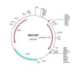 R&D Systems&trade;&nbsp;Cynomolgus Monkey OX40 (XP_005545179) VersaClone cDNA
