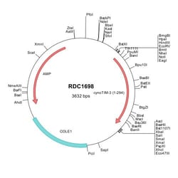 R&D Systems&trade;&nbsp;Cynomolgus Monkey TIM-3 (XP_005558438) VersaClone cDNA