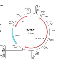 R&D Systems&trade;&nbsp;Human GPI-PLD/GPLD1 (NP_001494) VersaClone cDNA