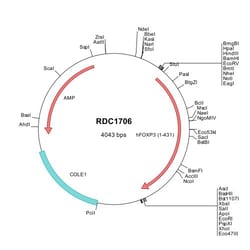 R&D Systems&trade;&nbsp;Human FOXP3 (NP_054728) VersaClone cDNA