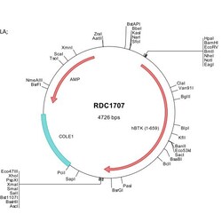 R&D Systems&trade;&nbsp;Human BTK (NP_000052) VersaClone cDNA