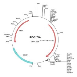 R&D Systems&trade;&nbsp;Human CLEC17A (NP_001191047) VersaClone cDNA