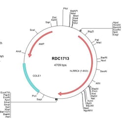 R&D Systems&trade;&nbsp;Human LRRC4 (NP_071426) VersaClone cDNA