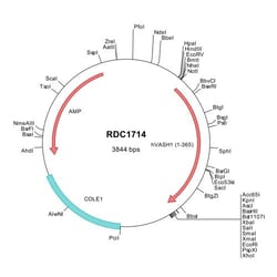 R&D Systems&trade;&nbsp;Human Vasohibin (NP_055724) VersaClone cDNA