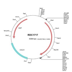 R&D Systems&trade;&nbsp;Human CLEC18A (NP_872425) VersaClone cDNA
