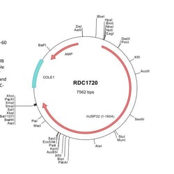 R&D Systems&trade;&nbsp;Human USP32 (NP_115971) VersaClone cDNA
