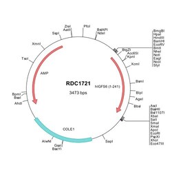 R&D Systems&trade;&nbsp;Human IGSF6/DORA (NP_005840) VersaClone cDNA