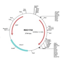 R&D Systems&trade;&nbsp;Human KIR2DL1/CD158a (NP_055033) VersaClone cDNA