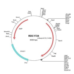 R&D Systems&trade;&nbsp;Mouse Serpin A10/ZPI (NP_659083) VersaClone cDNA