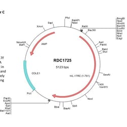 R D Systems Human IL-17RC (NP_703191) VersaClone cDNA 10 &mu;g | Buy Online | R&amp;D Systems&trade; | Fisher Scientific
