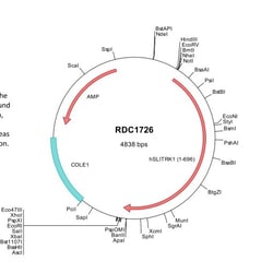 R&D Systems&trade;&nbsp;Human SLITRK1 (NP_443142) VersaClone cDNA