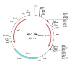 R&D Systems&trade;&nbsp;Human SIRP beta 2 (NP_001128308) VersaClone cDNA