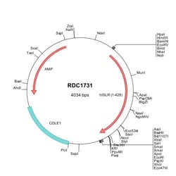R&D Systems&trade;&nbsp;Human ISLR (NP_005536) VersaClone cDNA