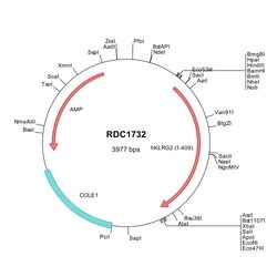 R&D Systems&trade;&nbsp;Human KLRG2 (NP_940910) VersaClone cDNA