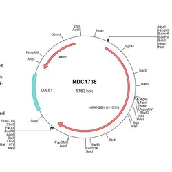 R D Systems Human MAN2B1 (NP_000519) VersaClone cDNA 10 &mu;g | Buy Online | R&amp;D Systems&trade; | Fisher Scientific