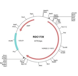 R D Systems Human GRID2 (NP_001501) VersaClone cDNA 10 &mu;g | Buy Online | R&amp;D Systems&trade; | Fisher Scientific