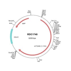R&D Systems&trade;&nbsp;Mouse CD11b/Integrin alpha M (NP_032427) VersaClone cDNA