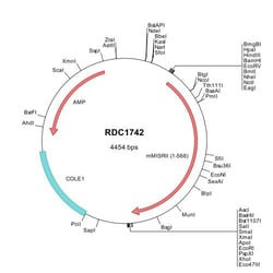 R&D Systems&trade;&nbsp;Mouse MIS RII (NP_653130) VersaClone cDNA
