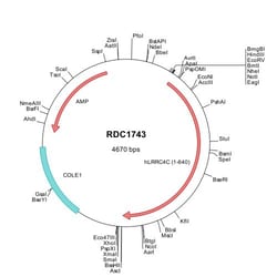 R&D Systems&trade;&nbsp;Human NGL-1/LRRC4C (NP_065980) VersaClone cDNA