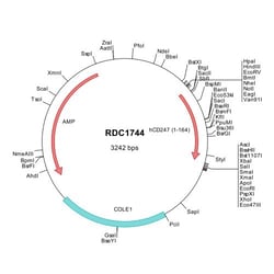 R&D Systems&trade;&nbsp;Human CD3 zeta/CD247 (NP_932170) VersaClone cDNA