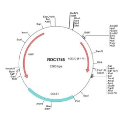 R&D Systems&trade;&nbsp;Human TCR gamma/delta (NP_000723) VersaClone cDNA
