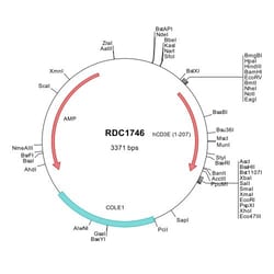 R&D Systems&trade;&nbsp;Human CD3 epsilon (NP_000724) VersaClone cDNA