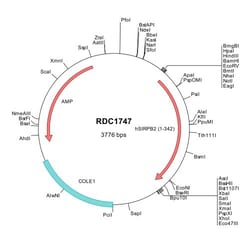 R&D Systems&trade;&nbsp;Human SIRP beta 2 (NP_001116434) VersaClone cDNA