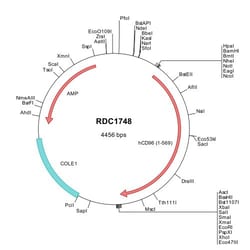 R&D Systems&trade;&nbsp;Human CD96 (NP_005807) VersaClone cDNA