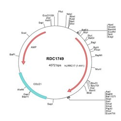 R D Systems Human LRRC17 (NP_001026862) VersaClone cDNA 10 &mu;g | Buy Online | R&amp;D Systems&trade; | Fisher Scientific