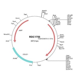 R&D Systems&trade;&nbsp;Human CEACAM-18 (NP_001265321) VersaClone cDNA